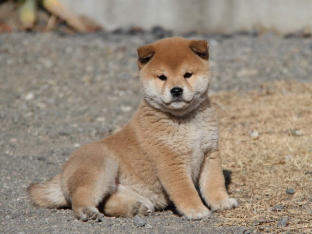 IMG_9057shibainu IMG_9057shibainu