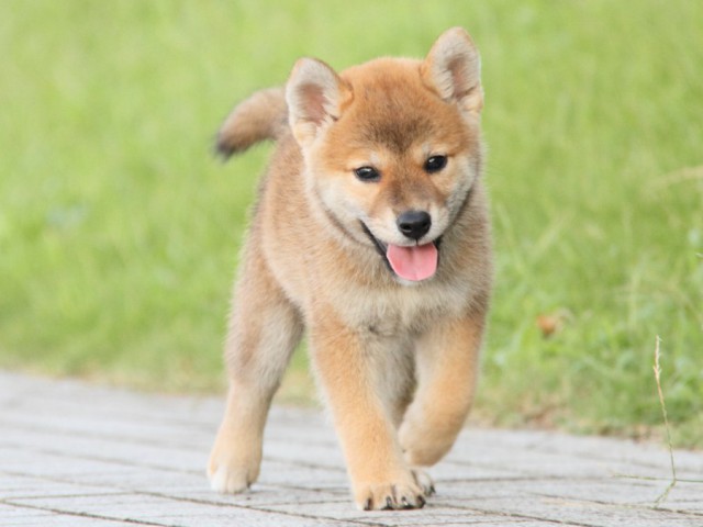 IMG_9059-shibainu-puppy