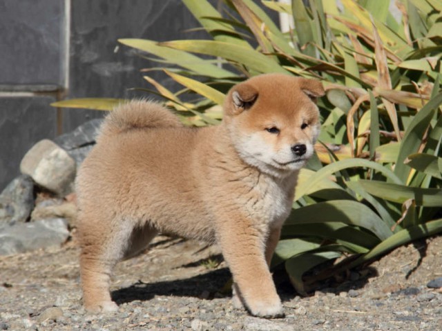 IMG_9097shibainu IMG_9097shibainu