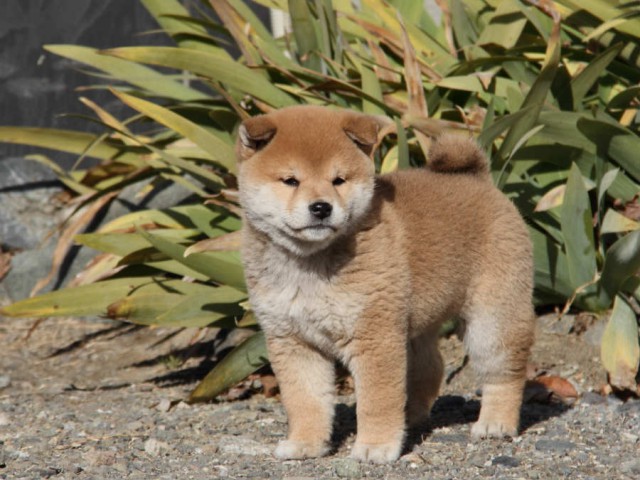 IMG_9103shibainu IMG_9103shibainu