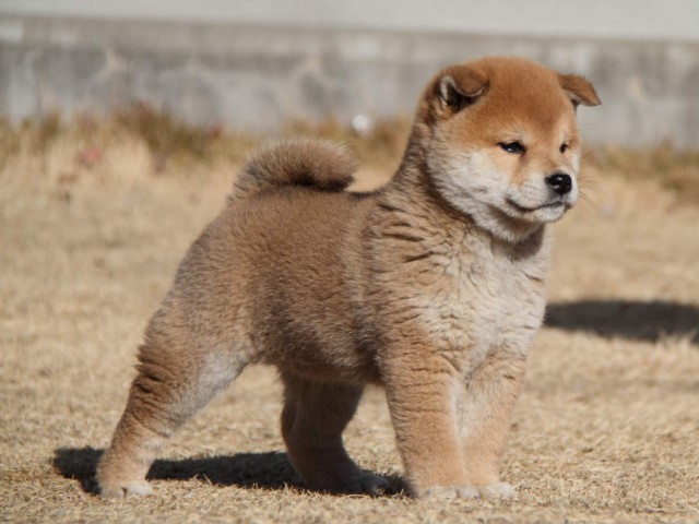 IMG_9118shibainu IMG_9118shibainu