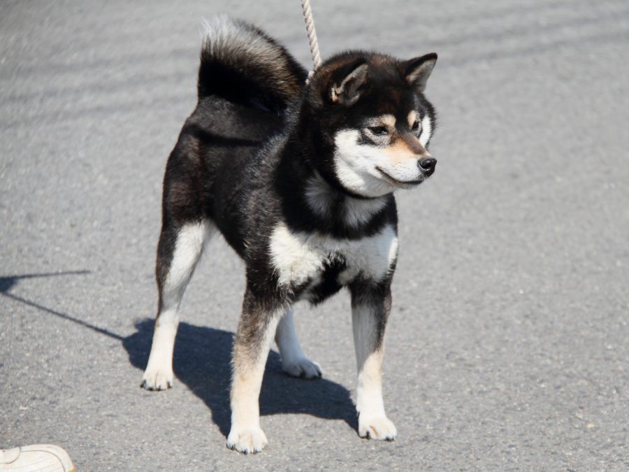 IMG_9171-shibainu-puppy