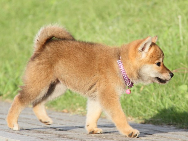 IMG_9303-shibainu-puppy