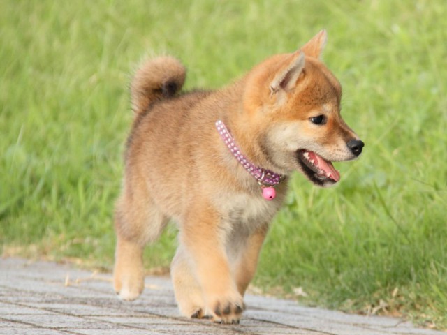 IMG_9306-shibainu-puppy