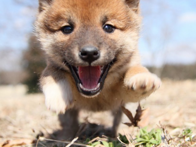 IMG_9310-shibainu-puppy IMG_9310-shibainu-puppy