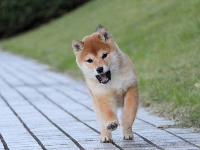IMG_9435--shibainu Puppy IMG_9435--shibainu Puppy
