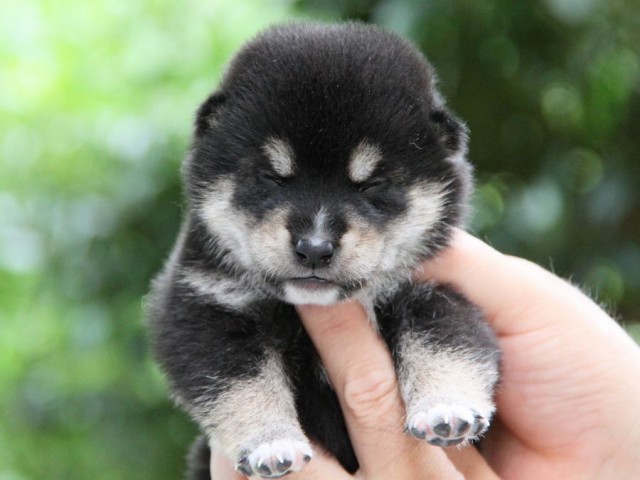 IMG_9437-shibainu-koinu IMG_9437-shibainu-koinu