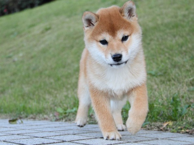 IMG_9452--shibainu Puppy IMG_9452--shibainu Puppy