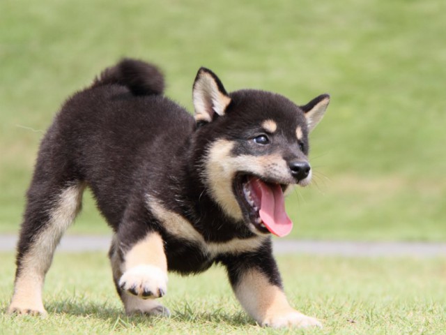 IMG_9493-shibainu-puppy