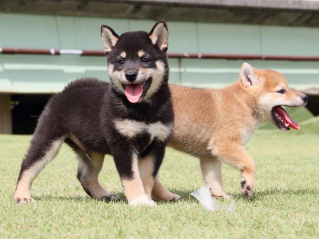 IMG_9510-shibainu-puppy