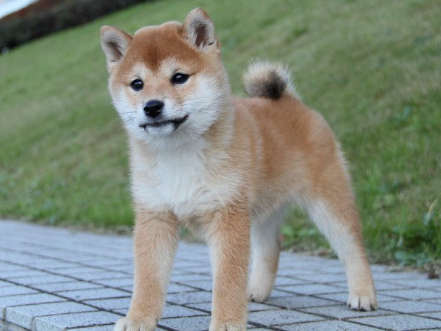 IMG_9535--shibainu Puppy IMG_9535--shibainu Puppy