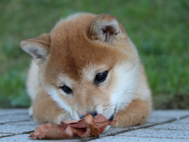 IMG_9550--shibainu Puppy IMG_9550--shibainu Puppy
