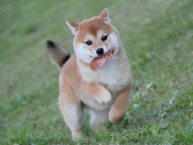 IMG_9566--shibainu Puppy IMG_9566--shibainu Puppy
