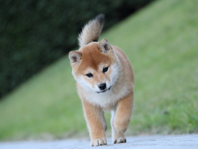 IMG_9578--shibainu Puppy IMG_9578--shibainu Puppy
