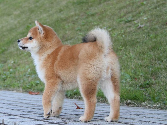 IMG_9598--shibainu Puppy IMG_9598--shibainu Puppy