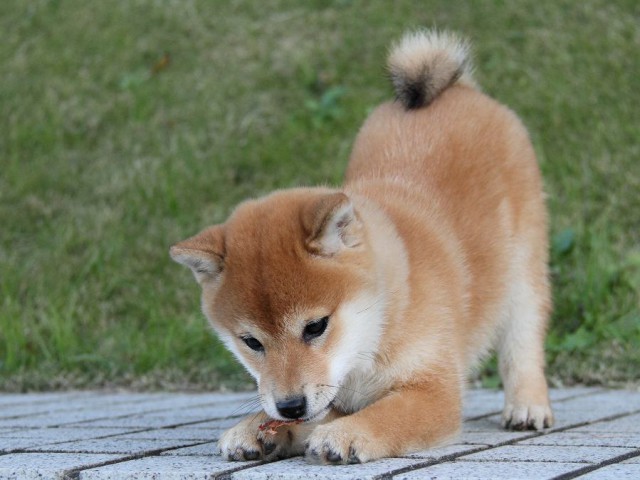 IMG_9606--shibainu Puppy IMG_9606--shibainu Puppy