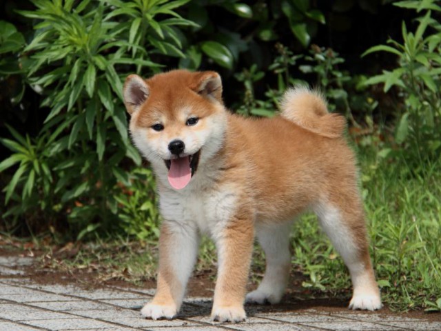 IMG_9635-shibainu-puppy
