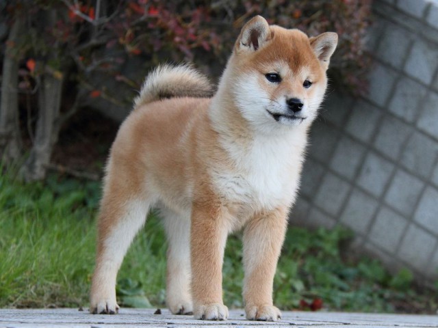 IMG_9651--shibainu Puppy IMG_9651--shibainu Puppy