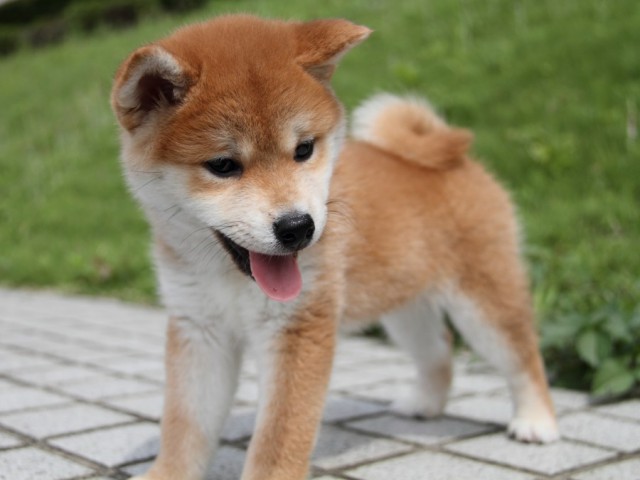 IMG_9654-shibainu-puppy