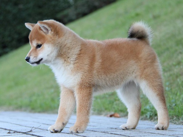 IMG_9671--shibainu Puppy IMG_9671--shibainu Puppy