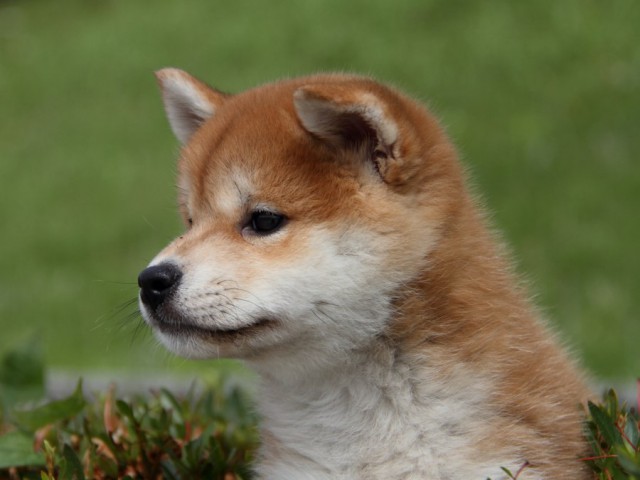 IMG_9679-shibainu-puppy