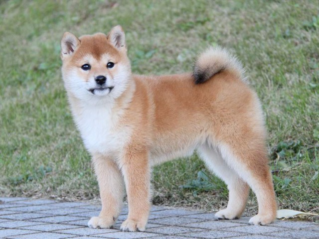 IMG_9686--shibainu Puppy IMG_9686--shibainu Puppy
