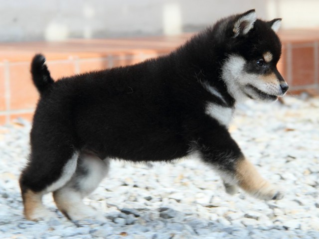 IMG_9715Shiba IMG_9715Shiba