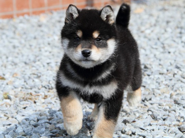 IMG_9719Shiba IMG_9719Shiba