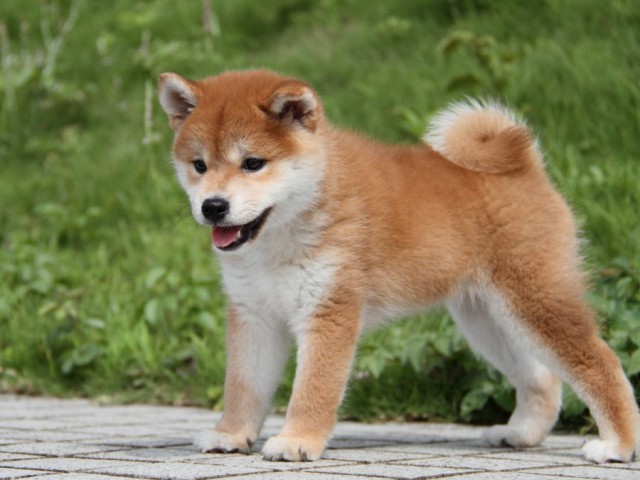 IMG_9775-shibainu-puppy