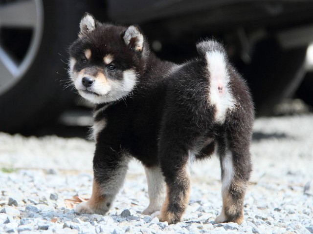 IMG_9780Shiba IMG_9780Shiba