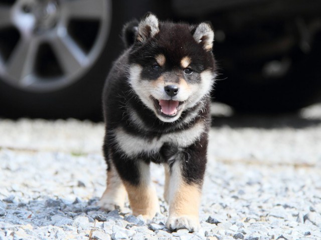IMG_9787Shiba IMG_9787Shiba