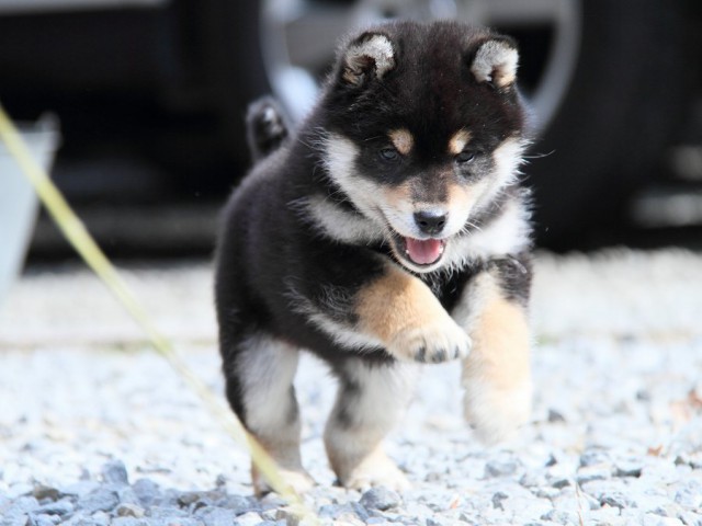 IMG_9804Shiba IMG_9804Shiba