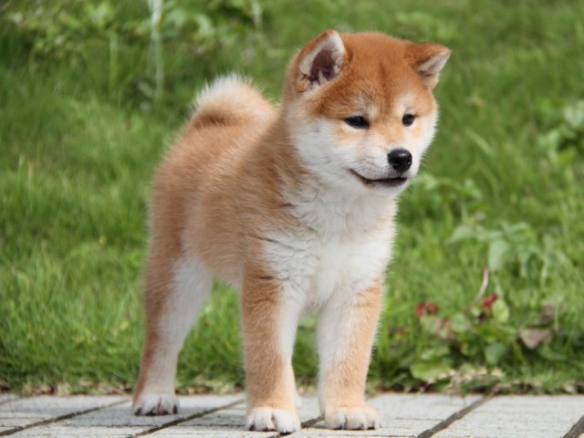 IMG_9862-shibainu-puppy