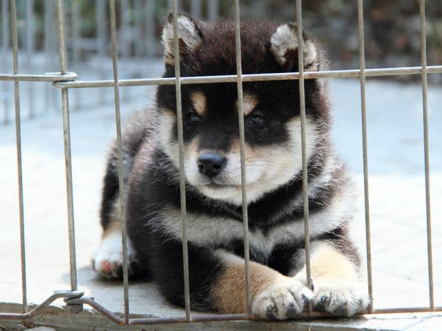 IMG_9877Shiba IMG_9877Shiba