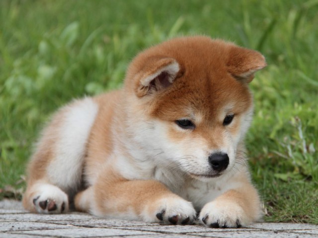 IMG_9938-shibainu-puppy