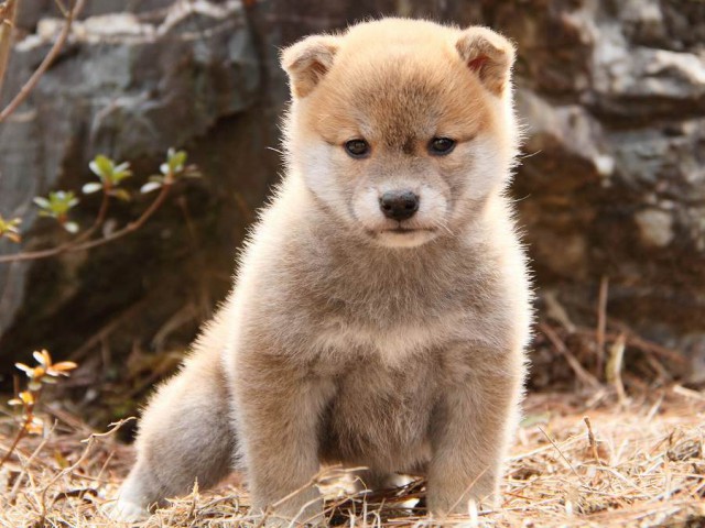 IMG_9939Shiba IMG_9939Shiba