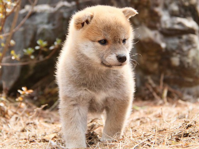 IMG_9941Shiba IMG_9941Shiba