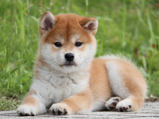 IMG_9960-shibainu-puppy