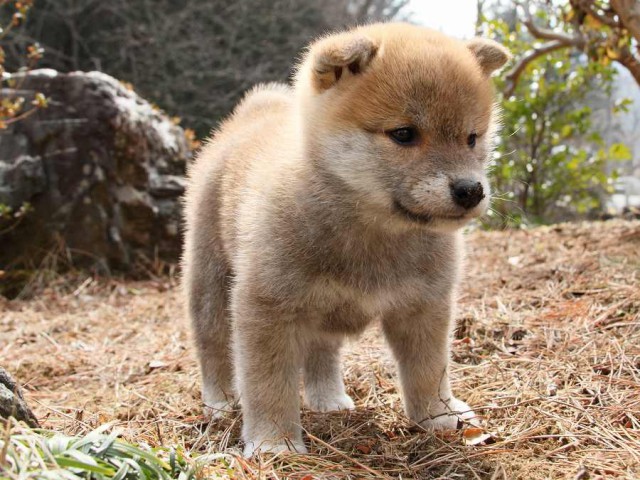 IMG_9979Shiba IMG_9979Shiba