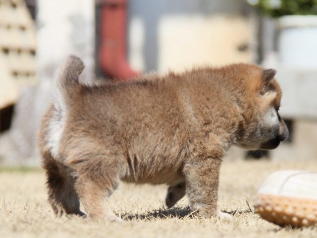 IMG_9986-shibainu-puppy IMG_9986-shibainu-puppy