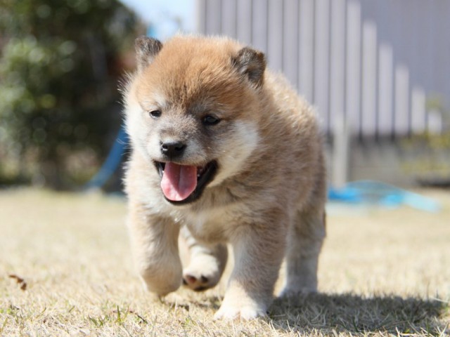 IMG_9994-shibainu-puppy IMG_9994-shibainu-puppy