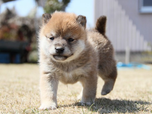 IMG_9995-shibainu-puppy IMG_9995-shibainu-puppy