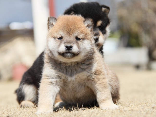 IMG_9999-shibainu-puppy IMG_9999-shibainu-puppy