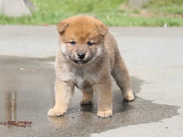 Img_1457-shibainu-puppy