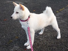 P1000025-1Shiba