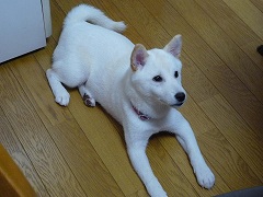 P1000045-1Shiba