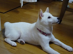 P1000047-1Shiba
