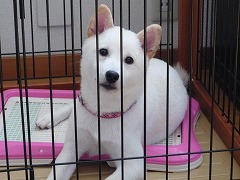 P1000059-1Shiba