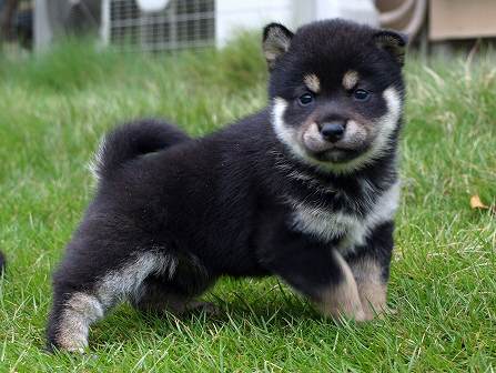 P8236536-shibainu P8236536-shibainu
