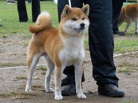 SHIBAbanyuu